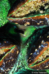 Giant Clamp close-up by Victor Tabernero 